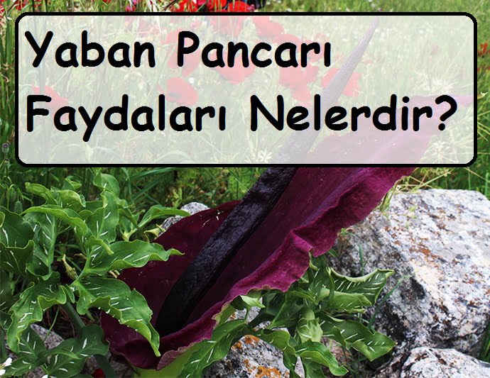 Yaban Pancarı Faydaları Nelerdir