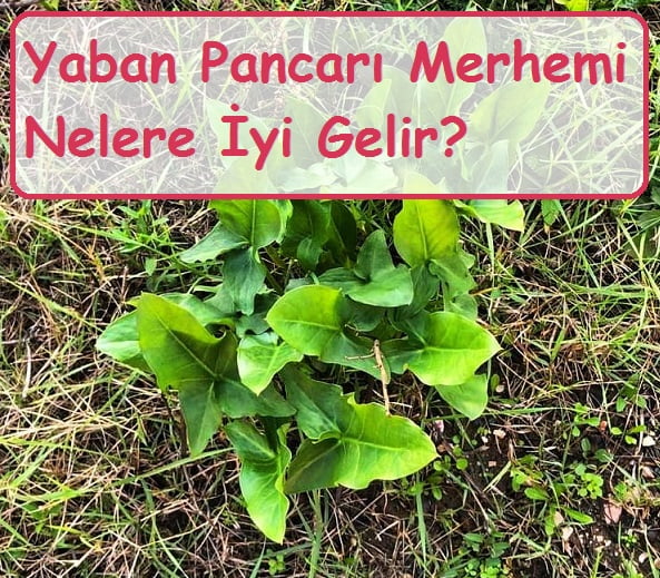 Yaban Pancarı Merhemi Nelere İyi Gelir